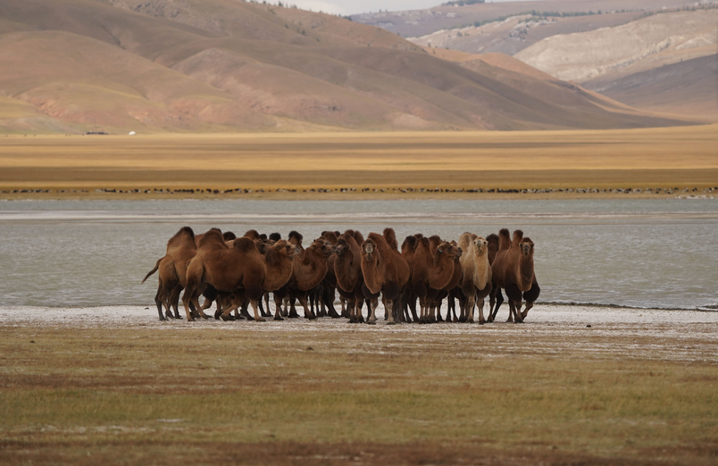 Mongolian Bactrian Camels